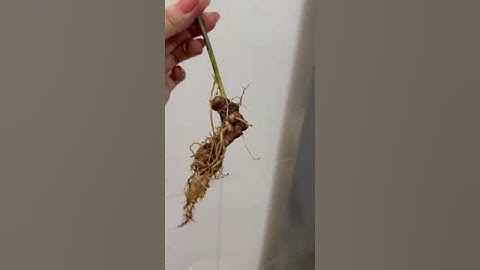 Củ sâm ngọc linh rừng nhỏ xinh 22gr giá 2tr. #sâm_ngọc_linh