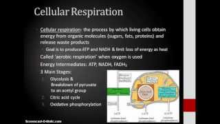 Lab 8: Carbohydrate Catabolism - Cellular Respiration (INTRO)