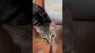 Ma Ah means come here in cat language
