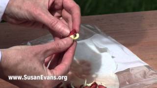 Growing a Bean Seed
