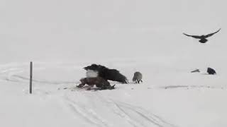 Bald eagle and fox fight for a bite in Allagash