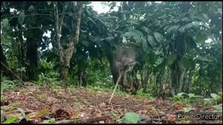 Download Lagu pikat kutilang cengram pagar alam MP3