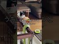 【柴犬】うちの犬がワンと鳴かない…TikTokでバズった動画#shorts