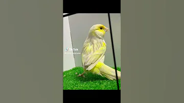 ماشاء كناري الساتيني 