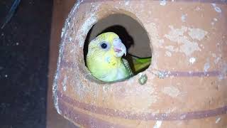 Cute Budgie Mini Vlog | Budgies Mini House  | #budgies #parrot #larkanasindh