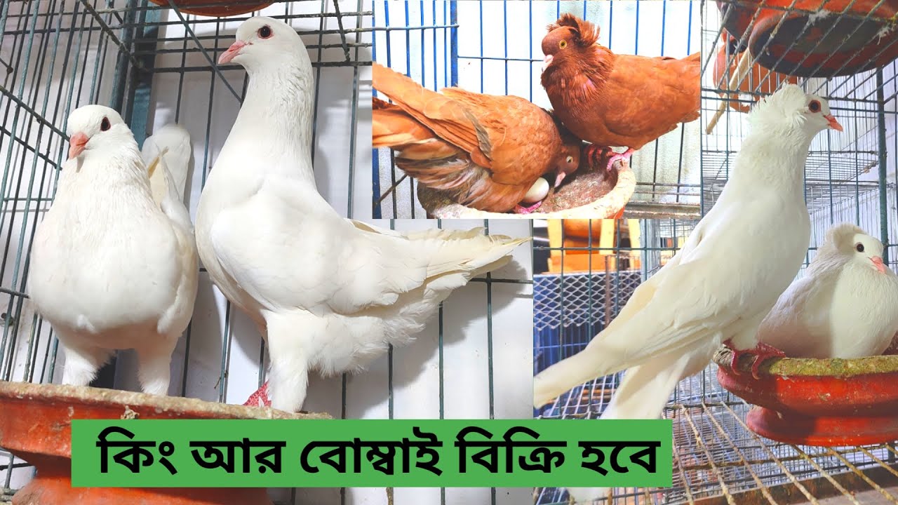 সাদা কিং এবং বোম্বাই কবুতর এর দাম ২০২২ White King Pigeon Price YouTube