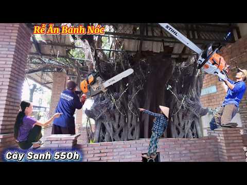 Cưa Cây Sanh Siêu To Khổng Lồ 550 Hoành /Sawing a Giant Banyan Tree with a 550cm circumference |P368