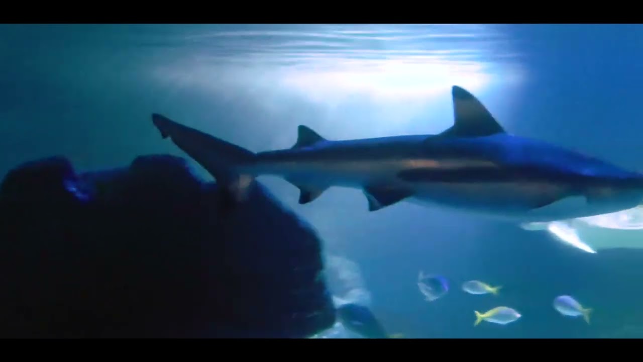 Snorkelling With Sharks At The Sealife Centre - Manchester,  The Trafford Centre