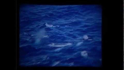 critical mass and wind on the water-crosby,stills and nash.wmv