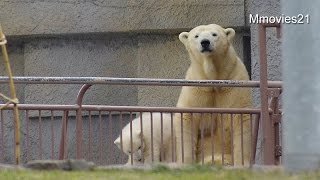Polar Bear Baby ララの足裏で遊ぶ赤ちゃん