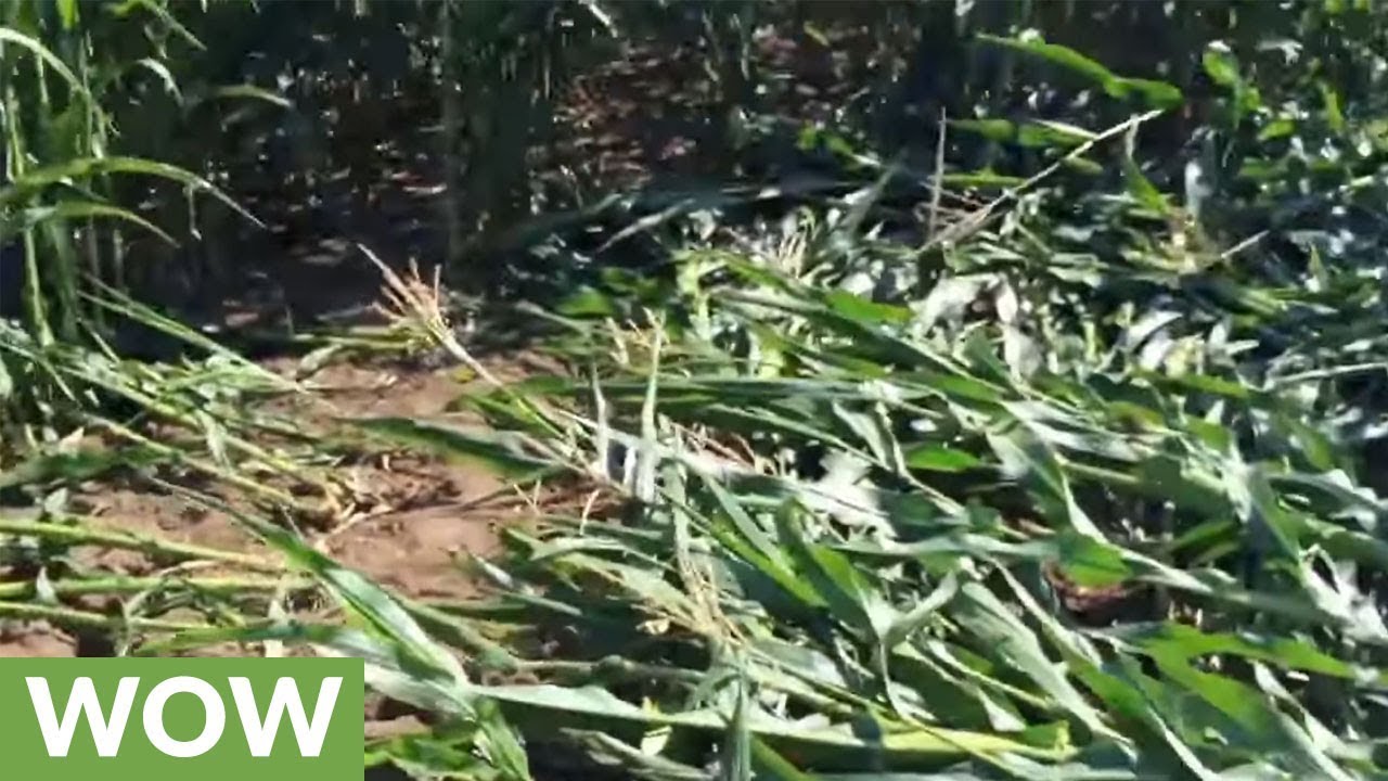 Triangular-shaped UFO spotted in cornfield?