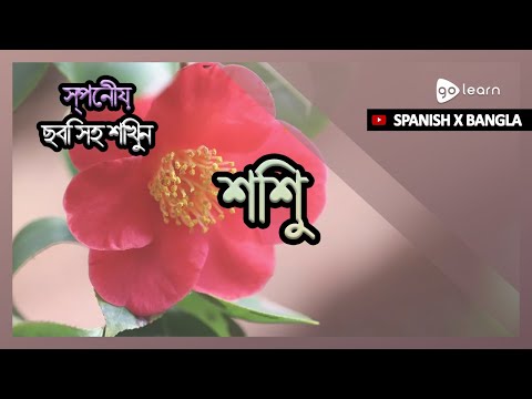 ভিডিও: স্পেনীয়