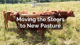 Moving The Steers to New Pasture