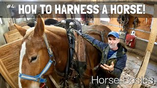 HORSE BASICS #4: How to Harness a Horse!!!