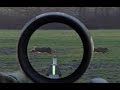 Wild boar hunting on the driven hunt best moments with Robin Hood Hunting Agency