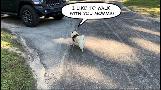 Pugs one on one with PugMomma