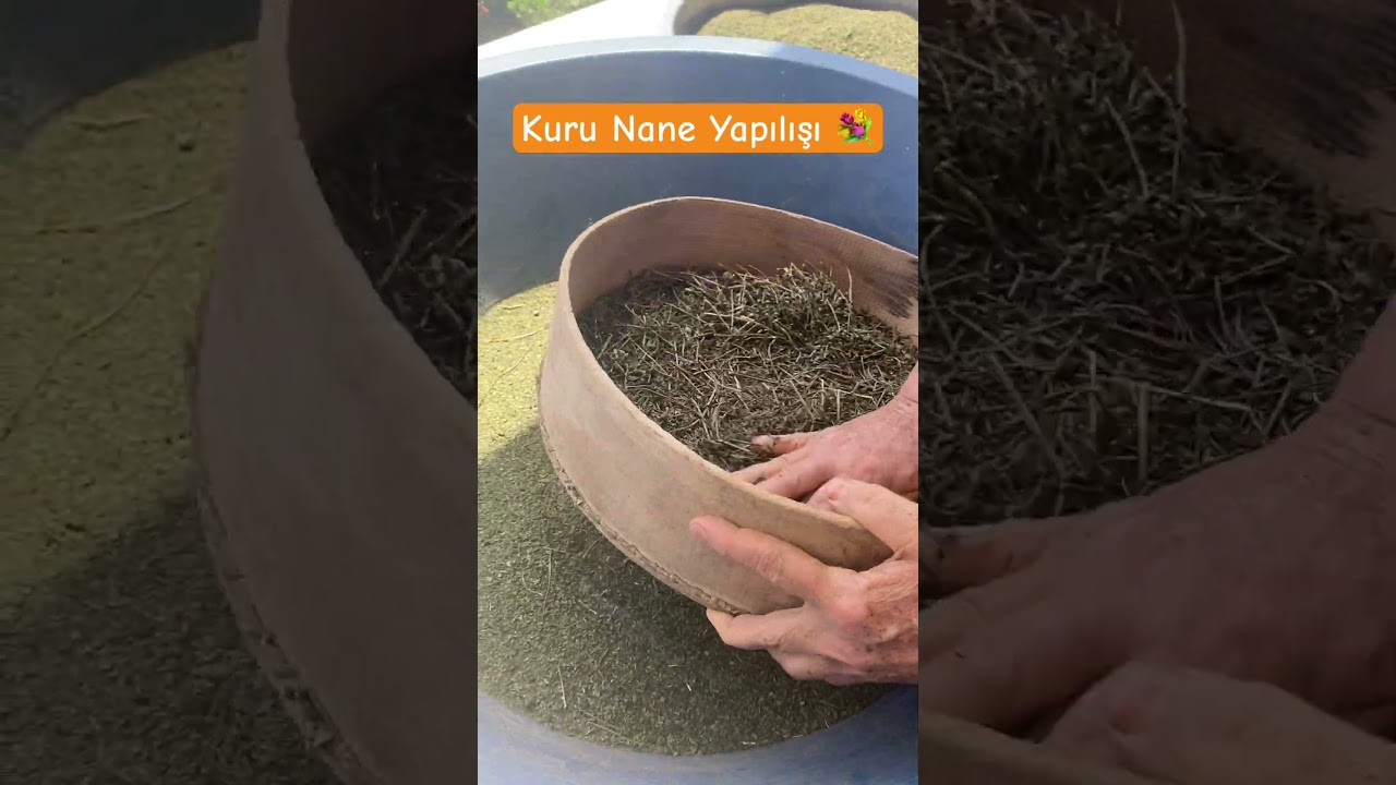 Kuru nane #nane #kurunane #kurutmalık #kışlık #yemektarifleri #tarifler #yemektarifi Kuru nane #nane #kurunane #kurutmalık #kışlık #yemektarifleri #tarifler #yemektarifi