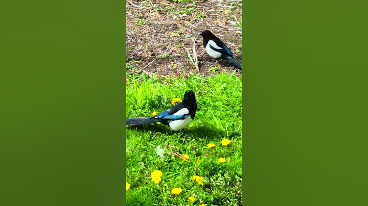 🐦A magpie (pica pica) is meeting another magpie🐦 #bird #magpie #nature #shorts #shortsvideo