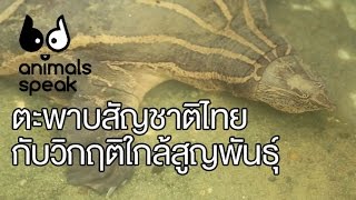 Animals Speak [by Mahidol] ตะพาบสัญชาติไทยกับวิกฤติใกล้สูญพันธุ์