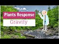 Plant Response to Gravity