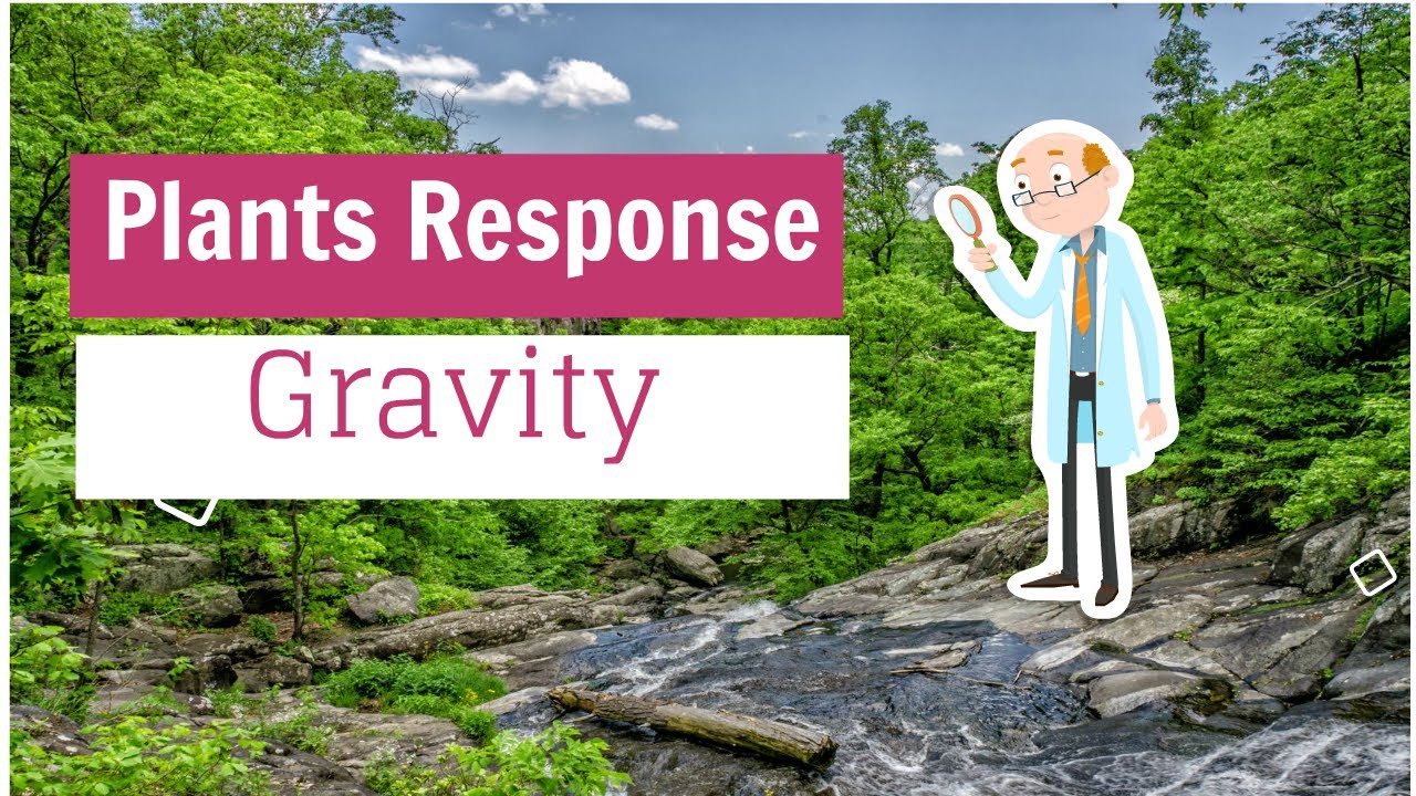 Plant Response To Gravity