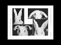 Lecture 7: Cartilage and Bone - Histology/Cell Biology