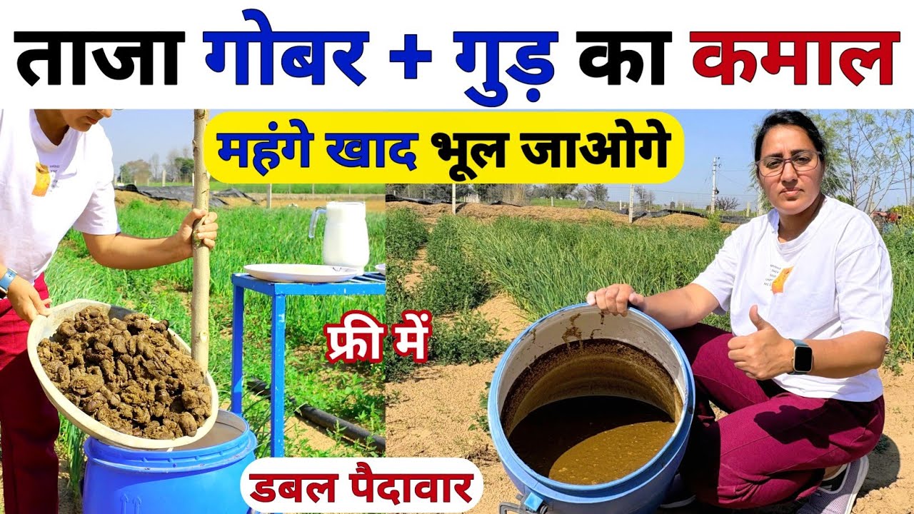 खेती में ताजा गोबर और गुड़ का कमाल 🤗| Organic highpower fertilizer | kheti me Gobar aur gud ka upyog