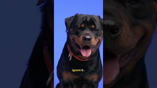 That tiny lick isn’t random.#dogbehavior#dogsignals #dogpsychology #calmdog