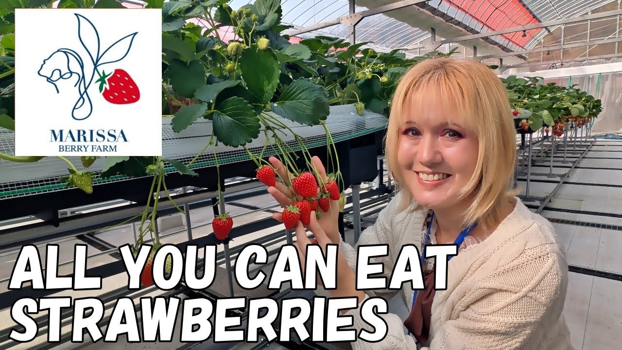 Suo-Oshima’s Newest Spot 🍓 MARISSA BERRY FARM | All-You-Can-Eat Strawberry Picking in Rural Japan