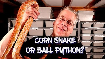 Best beginner snake: Corn snake or Ball Python?
