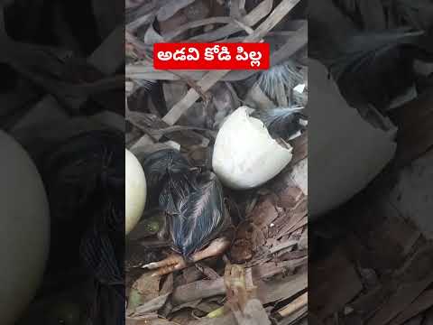 అడవి కోడి పిల్ల #wildchicks #sureshsimhadri