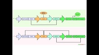 How does a biological Input/Output device work?
