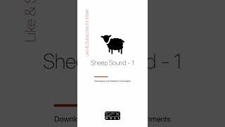 Download Lagu Sheep Sound 🐑 / baa sound effect / sheep baaing MP3