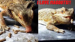 Black Soldier Fly Larvae For Pet Lizards By Grubterra