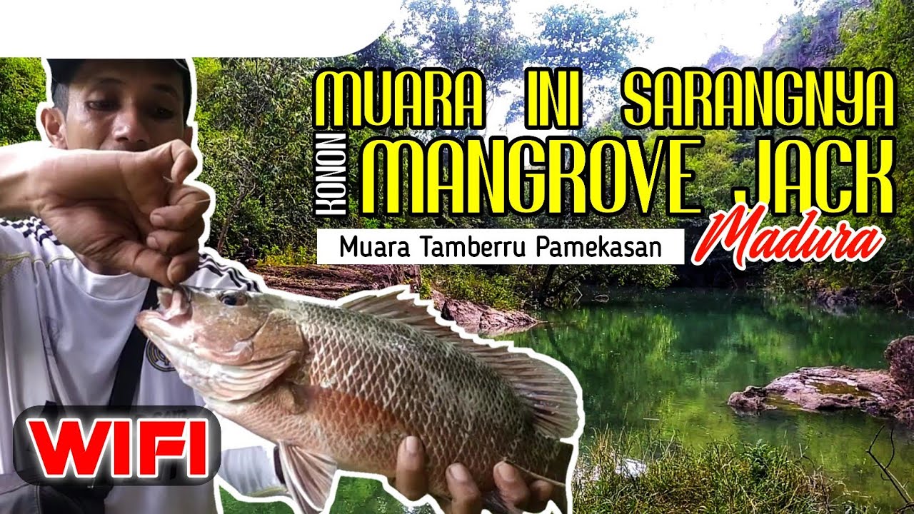 WILD FISHING DI MUARA YANG KONON BANYAK DIHUNI IKAN PREDATORNYA-Casting