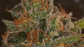 Blue Dream TK91..