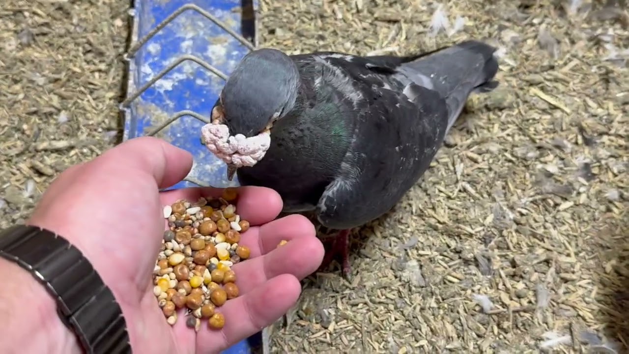 My Pigeons. Something different, but my other passion in life :)