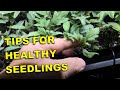 GIVE YOUR SEEDLINGS THEIR BEST START EVER!  #seedstarting  #startingseeds  #howtostartseeds