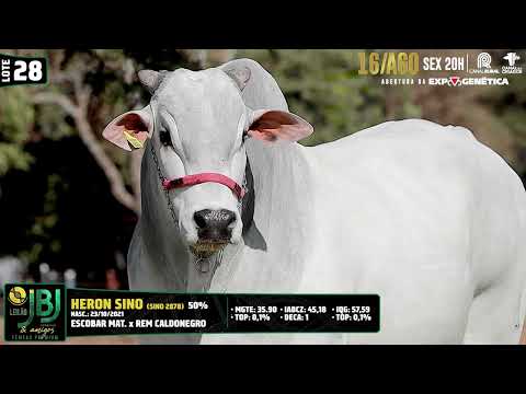 LOTE 28   HERON   SINO 2878