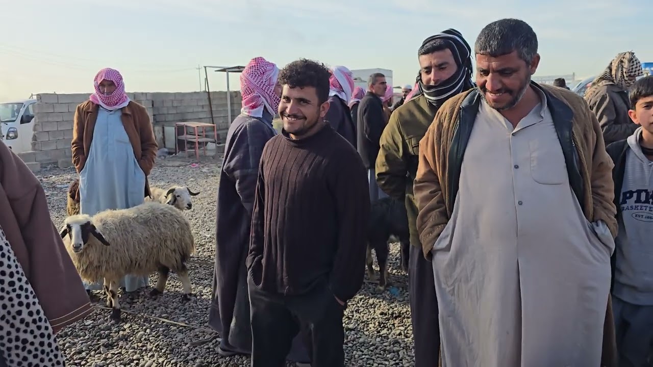 سوق مواشي صلاح الدين قضاء الشرقاط 2026/3/4 #مواشي #عبدالله_الطيب #سوق #طليان #غنم #جوبه #الموصل 