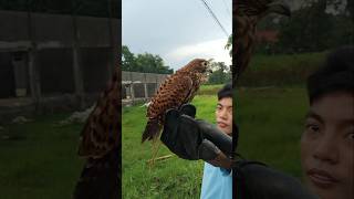 Fly-to-me training to build trust and response with the eagle. #animals #nature #jungle