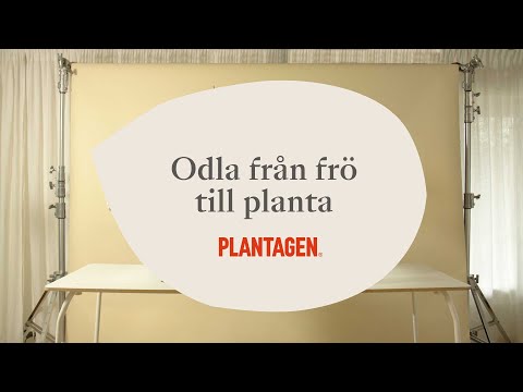 Odla från frö till planta