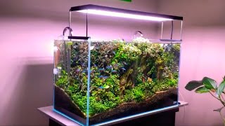 Aquascaping- Full Of Bucephalandra