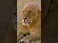 call me simba the king of the jungle 👑😆 | animal #animation #editing #shorts #art