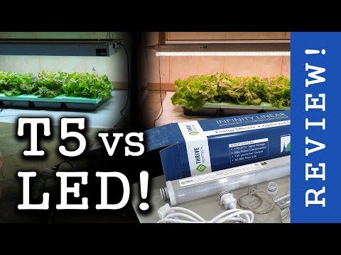 High End LEDs vs T5 Fluorescent! Thrive Agritech: Infinity Linear (Review & Lettuce Test)