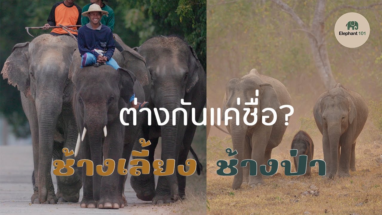 ช้างเลี้ยงกับช้างป่า - ช้างเหมือนกันแต่ไม่เหมือนกัน