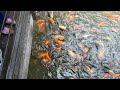 China Gold Fish pond.