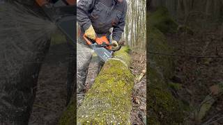 First cut with Holzfforma G255 - Chainsaw - Demo Clip