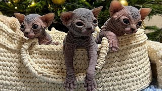 They are absolutely gorgeous hairless kittens