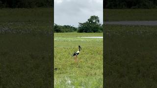 Black Necked Stork #birds #nature